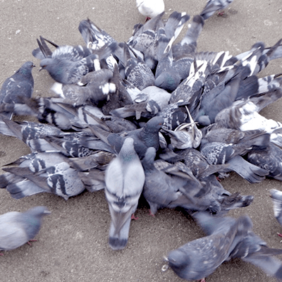 Controle de Pombos Domésticos