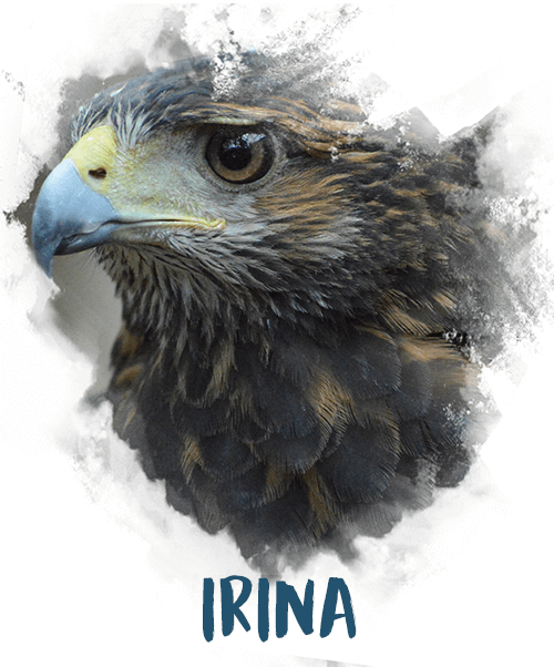 Gavião Irina