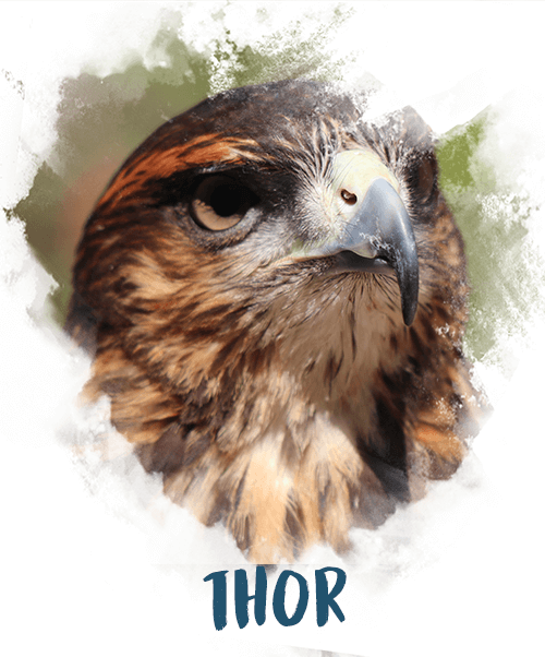 Gavião Thor